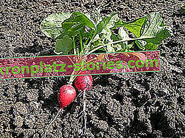 semer des infusions dans le sol - radis