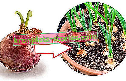 Wie man Zwiebeln für Schnittlauch in einen Topf pflanzt