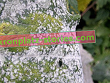 muffa in polvere sulle foglie di zucca