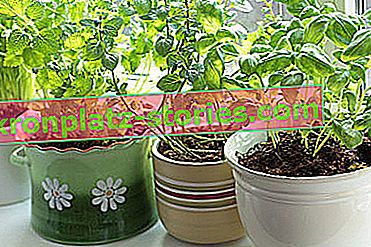 erbe a casa - coltivazione di erbe in vaso