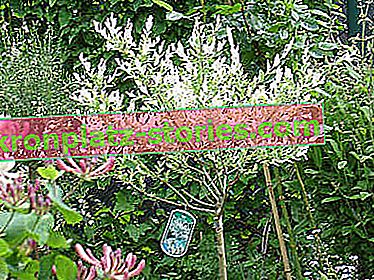 arbusti ornamentali innestati sul tronco - salice Hakuro Nishiki