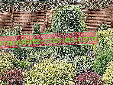 декоративни храсти, присадени на ствол - европейска лиственица Pendula