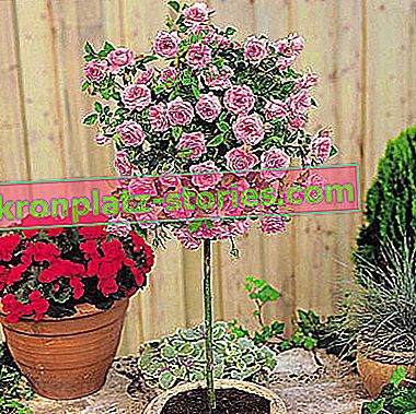 arbustes décoratifs greffés sur un tronc - roses standard