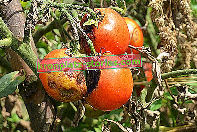 Mrlje na lišću rajčice - uzroci, prevencija, liječenje