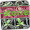 Засяване на семена у дома - торфени дискове и саксии