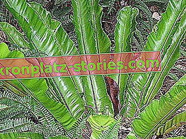 fougères potagères - paronychia