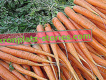 Karottenanbau zum Handeln