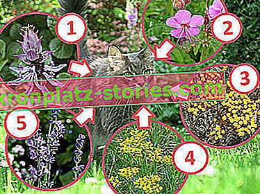 piante repellenti per gatti