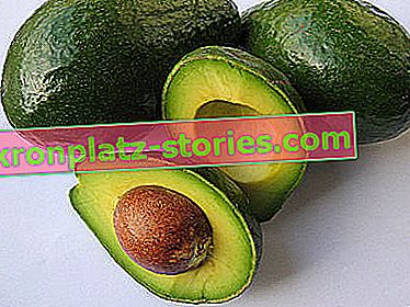 kako gojiti avokado iz koščice