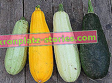 courge et courgette