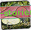 Zucchini - Nährwerte, Anbau im Boden, Sorten