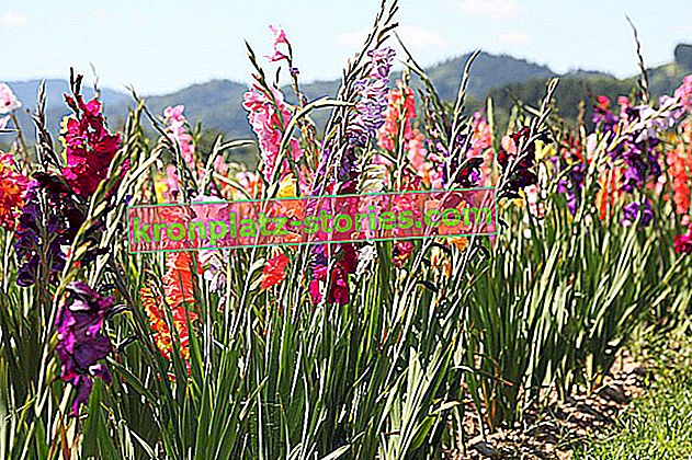 Gladiolus, Gladiolus - sadnja, uzgoj, sorte, okopavanje