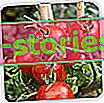 Tomaten - Säen, Pflanzen, Wachsen, Sorten