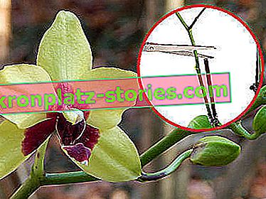 Orchideenpflege nach der Blüte