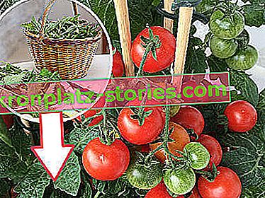 Brennnesseldünger für Tomaten