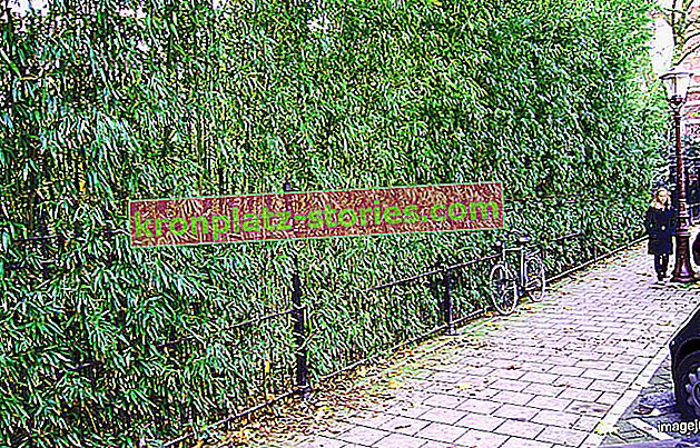Vrtni bambus otporan na mraz - uzgoj u vrtu, sorte