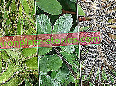 plumeux, Kalanchoe pinnata et vivipare à feuilles étroites