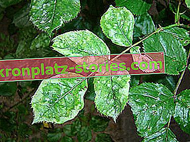 maladies de la rose - chlorose des feuilles
