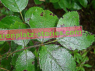 maladies de la rose - tache noire des feuilles