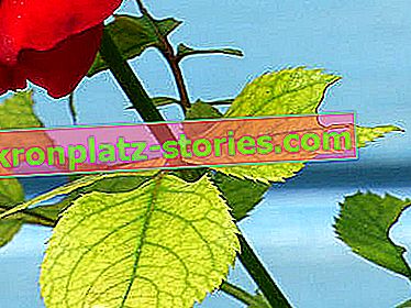 boli ale trandafirilor - cloroza frunzelor