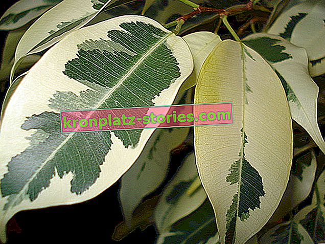 Ficus benjamin - péče, požadavky, nemoci
