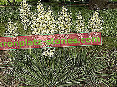 Garten Yucca