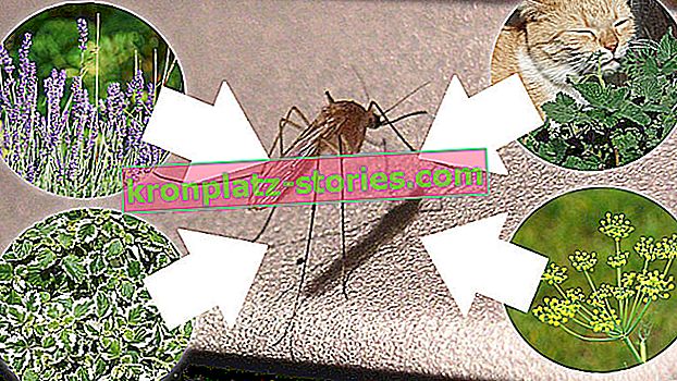 отблъскващи комари растения