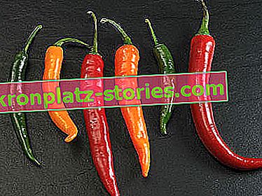 odrůdy chilli papriček