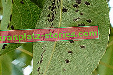 nemoci hruškových listů - hruškovitá strup
