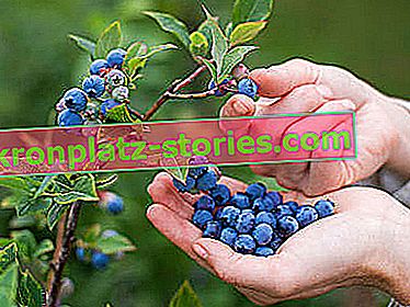 Sklizeň ovoce borůvek