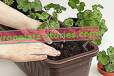 kako napraviti sadnice pelargonija