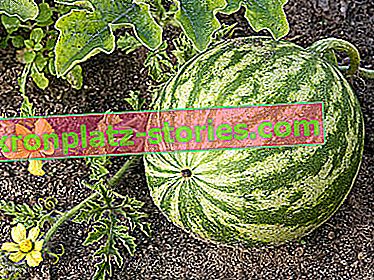 Wassermelone, Wassermelone - im Boden in Polen kultiviert