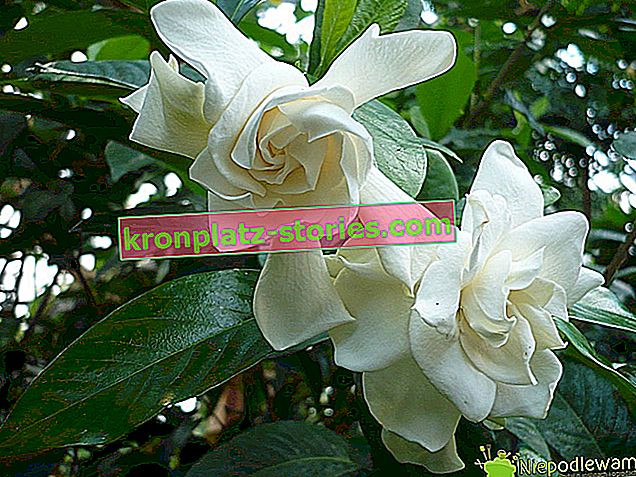Gardenia jasmín - pěstování, péče, reprodukce