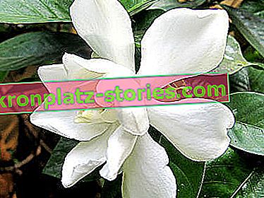 gelsomino gardenia