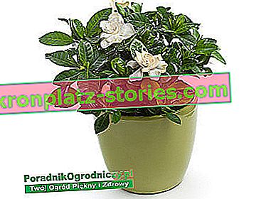 Gardenia jasmín