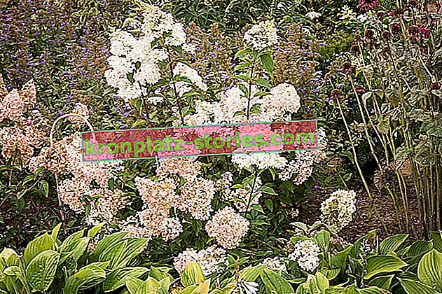Buketna hortenzija - sorte, uzgoj, rezanje