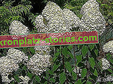 Hortenzija buketa grangiflora