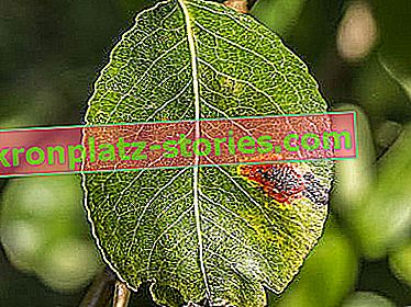 Nemoci ovocných stromů - hruška rezavá