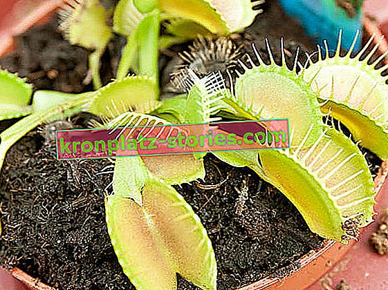 American Venus flytrap - Dionaea muscipula