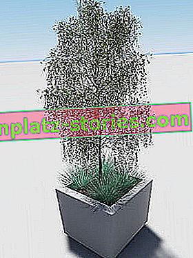 plantes pour grands pots de jardin