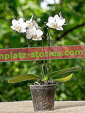 transplantation d'orchidées