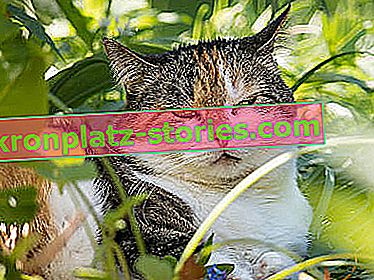 Lončene rastline varne za mačko