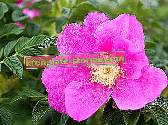 Ridée rose, Rosa rugosa - fleurs