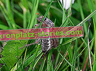 Майски бръмбар на поляната