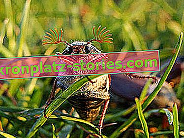Майски бръмбар на поляната