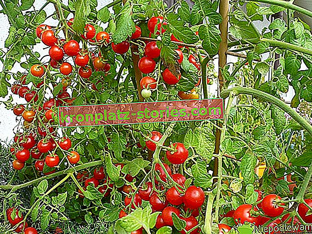 Tomaten - Anbau, Pflanzen, Sorten
