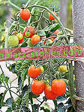 домати, вързани на кол