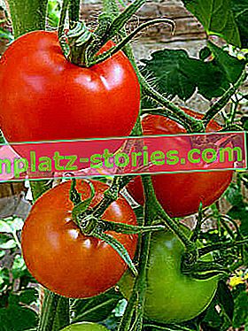 Tomaten reifen auf dem Grundstück