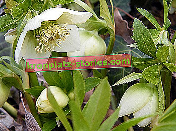 fehér hellebore - Helleborus niger