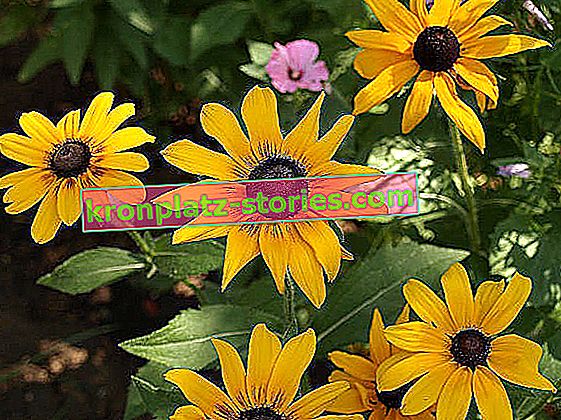 Évelő kerti virágok - rudbeckia